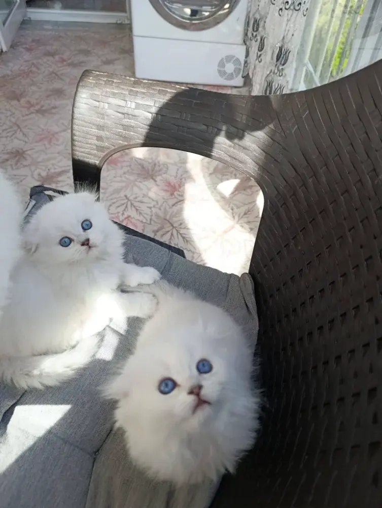 British shorthair kittens for adoption - фото 3
