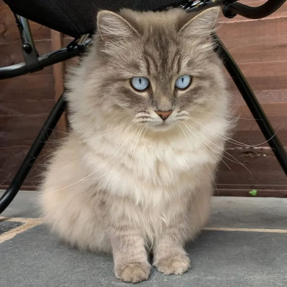 Ragdoll kitten for rehoming - фото 1
