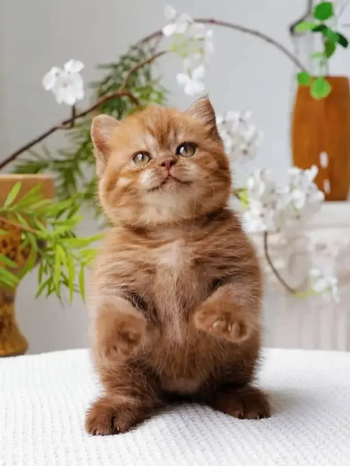 Adorable British Shorthair Kittens looking for New Home - фото 3