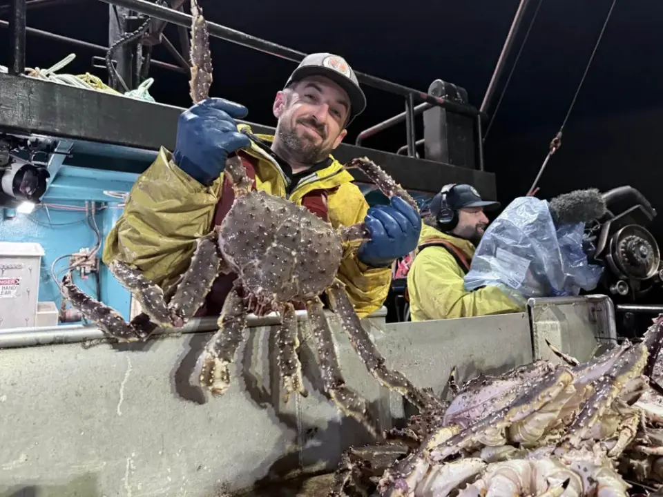 Live and Frozen King Crab for sale, Live/Frozen king crab - фото 2