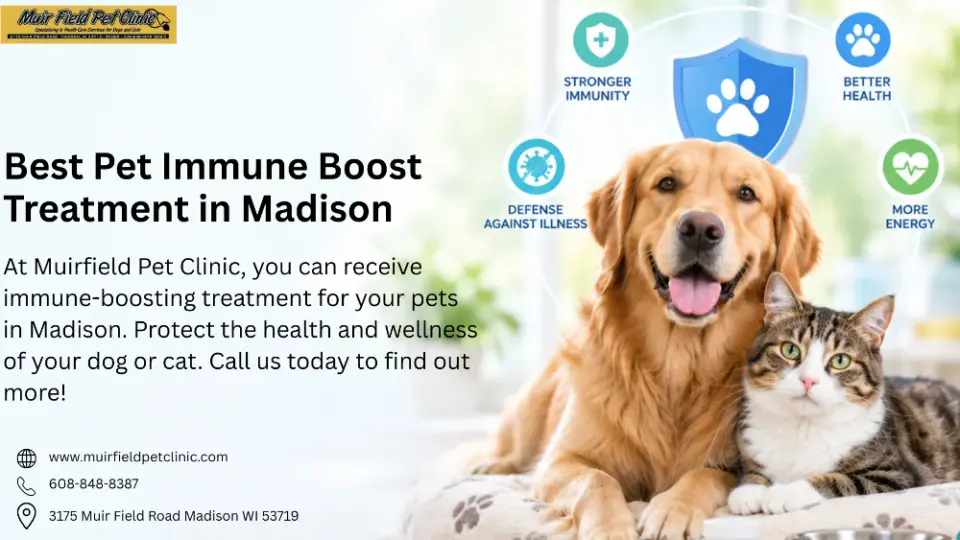 Pet Immune Boost Treatment in Madison | Muirfield Pet Clini - фото 1