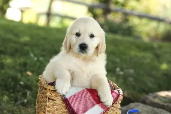 my golden retreiverpuppies - фото 4