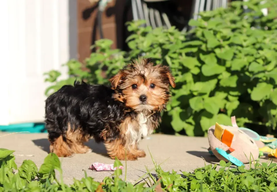 Yorkie Puppies Looking For A New Home - фото 2