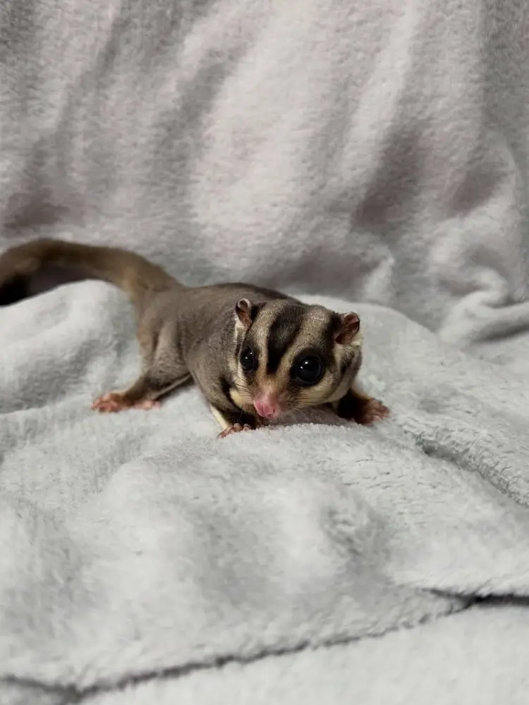 ADORABLE SUGAR GLIDER FOR SALE - фото 4