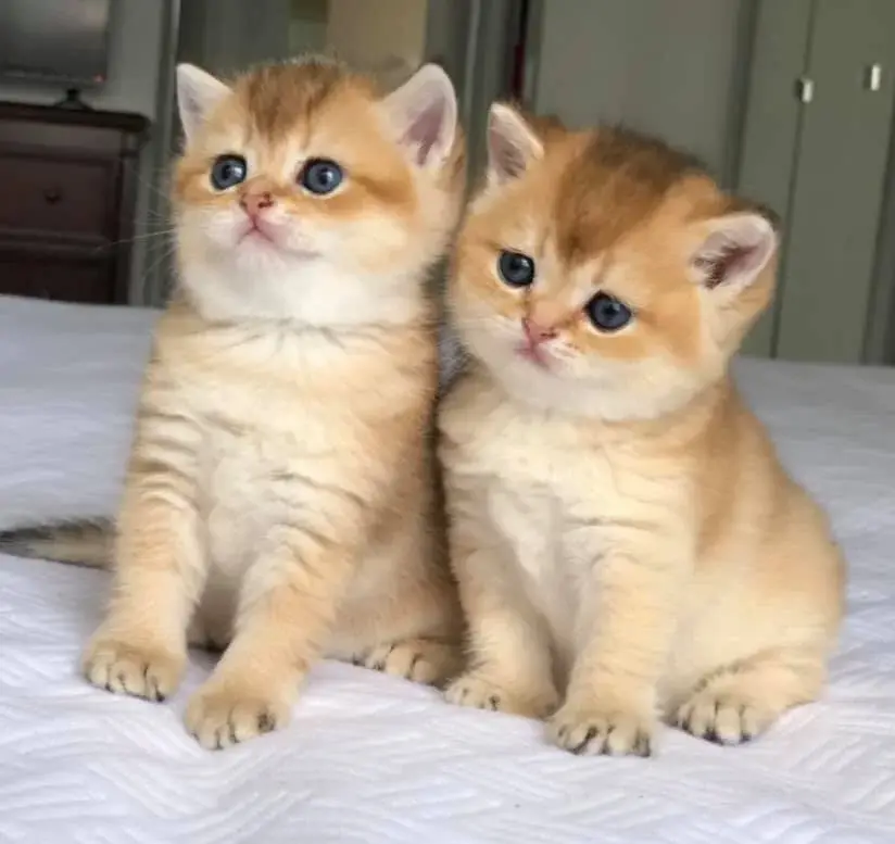 British shorthair kittens for adoption - фото 2