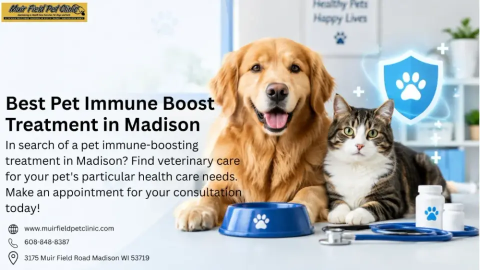 Best Pet Immune Boost Treatment in Madison | Get Care - фото 1