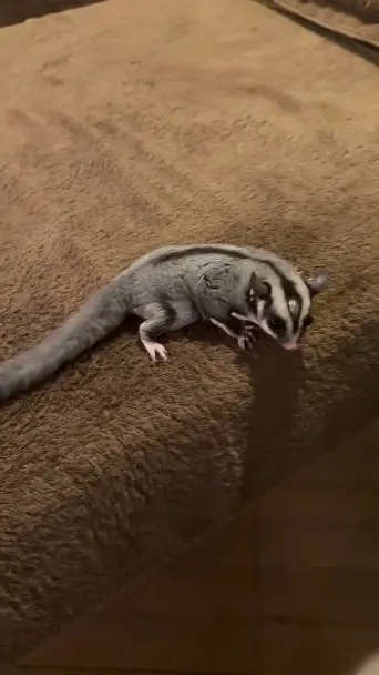 ADORABLE SUGAR GLIDER FOR SALE - фото 5