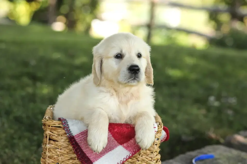 my golden retreiverpuppies - фото 2