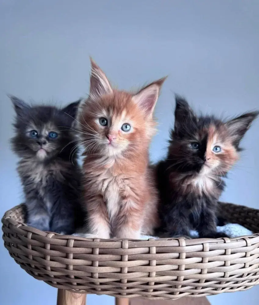 maine coon kitten - фото 2