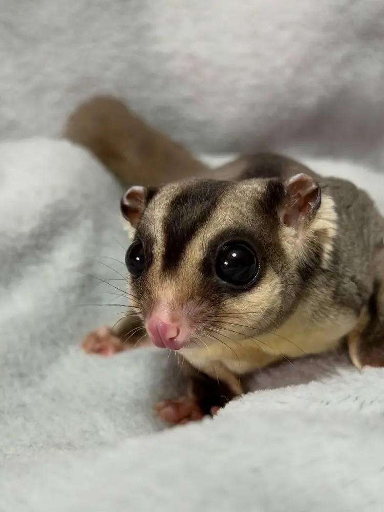 ADORABLE SUGAR GLIDER FOR SALE - фото 2