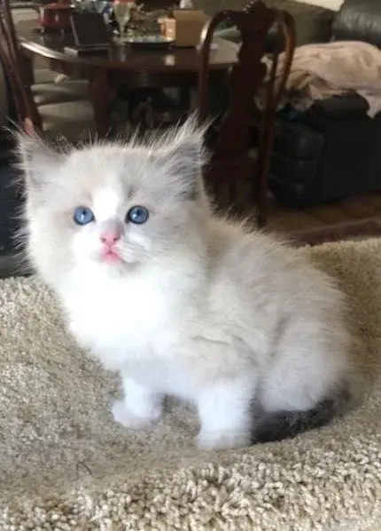 Turkish Angora - фото 1