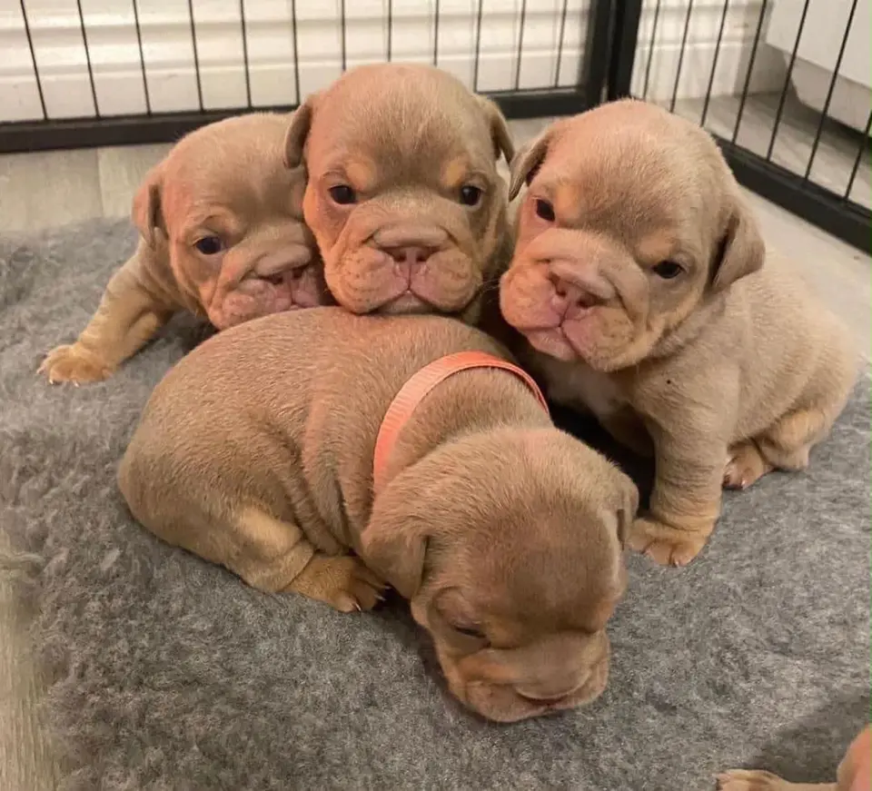puppies - фото 2