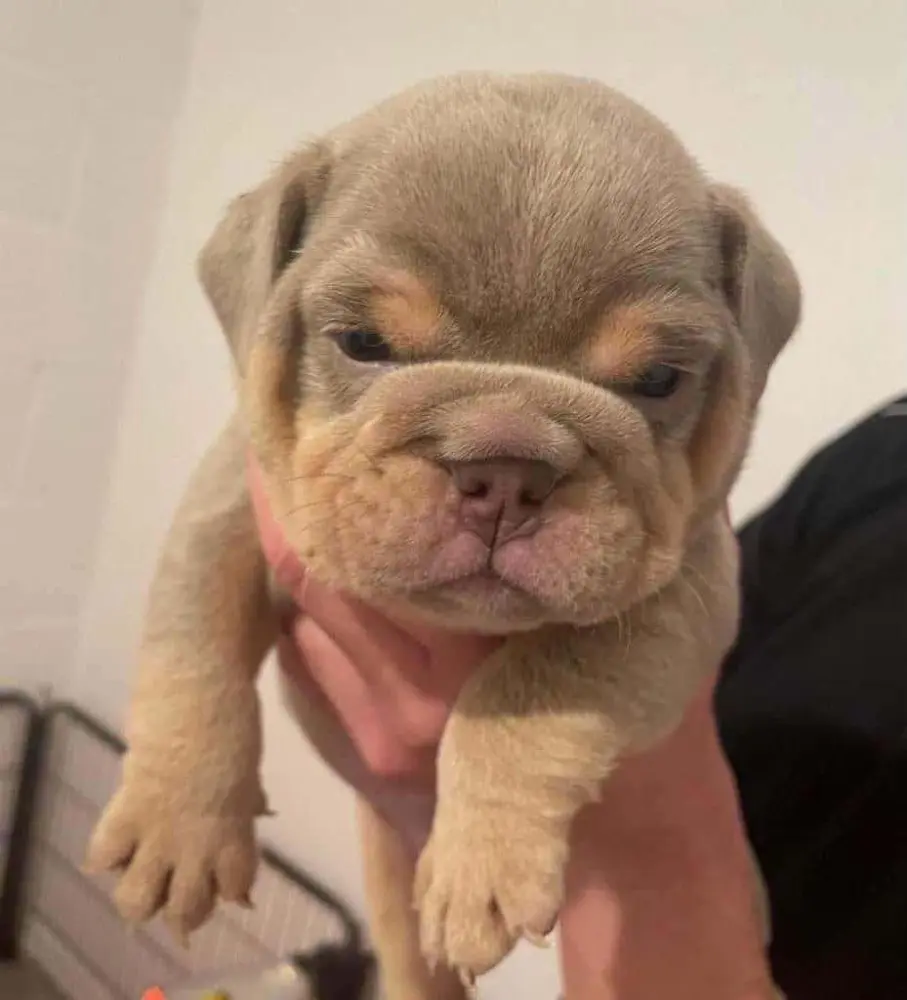 puppies - фото 4