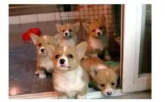 Adorable and Well Trained Corgi Puppies Ready - фото 2