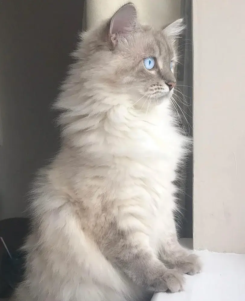 Ragdoll kitten for rehoming - фото 3