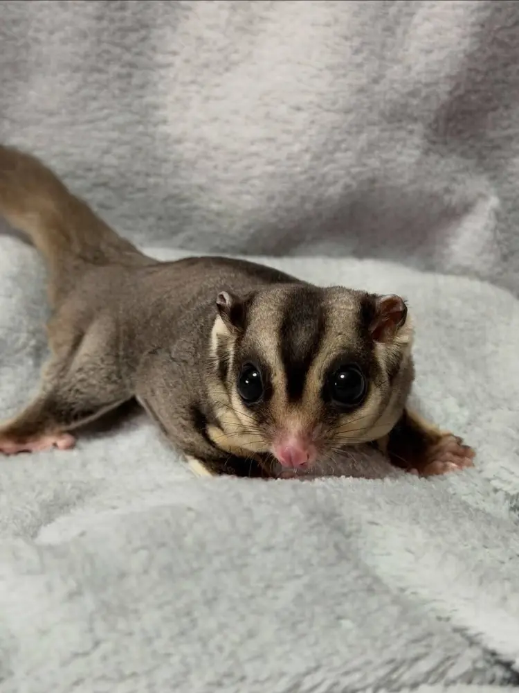 ADORABLE SUGAR GLIDER FOR SALE - фото 1