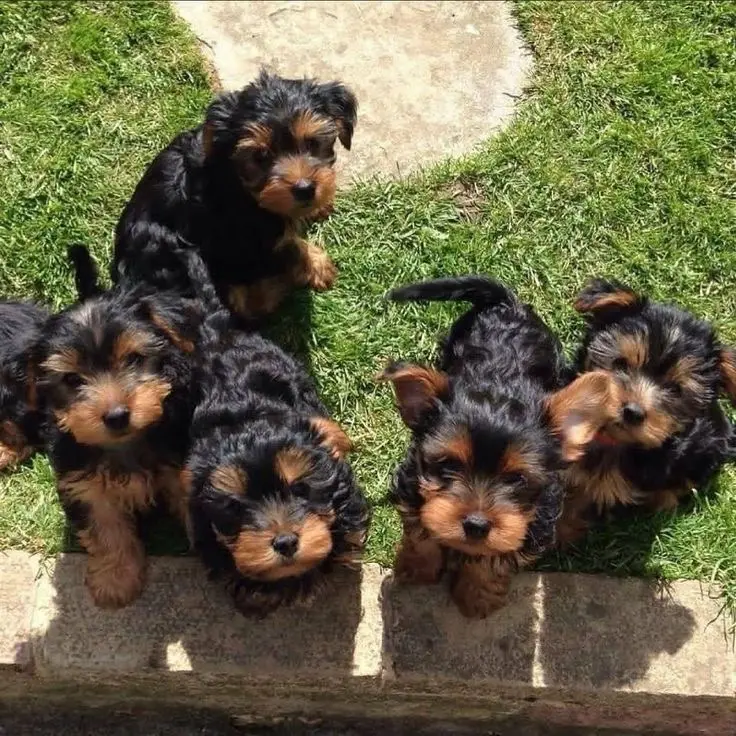 Yorkie available for new home - фото 1