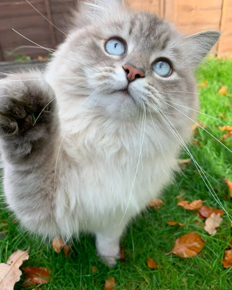 Ragdoll kitten for rehoming - фото 2