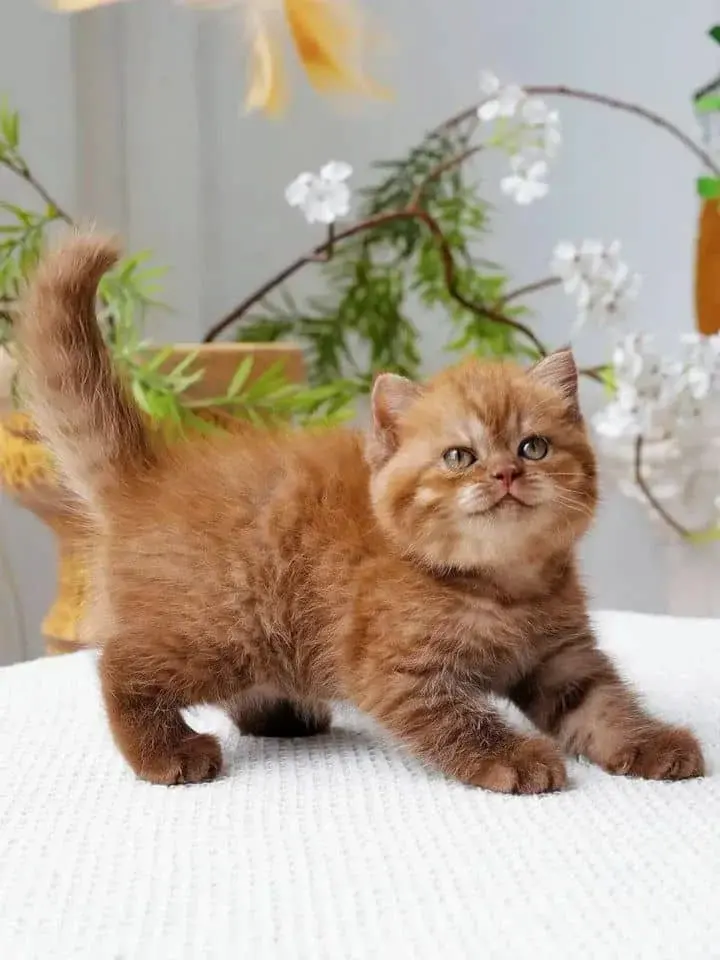 Adorable British Shorthair Kittens looking for New Home - фото 2