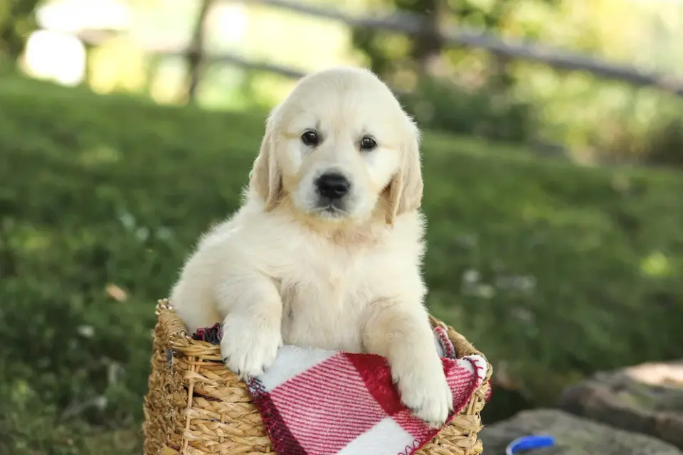 my golden retreiverpuppies - фото 1