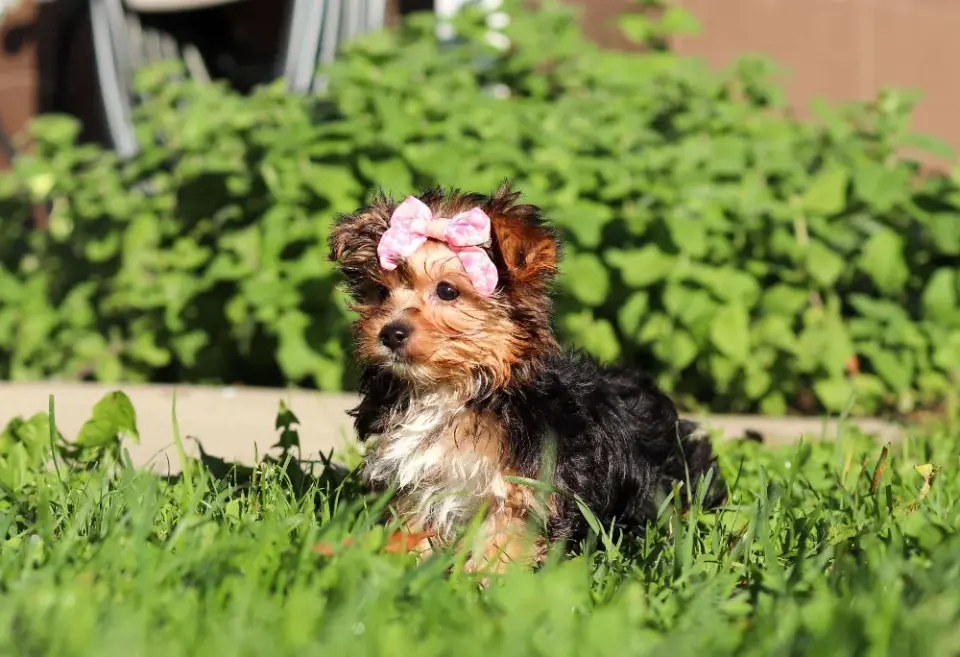 Yorkie Puppies Ready For A New Home - фото 4