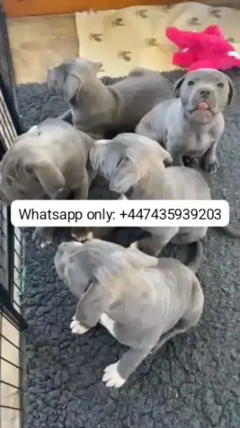 Pitbull Puppies - фото 1