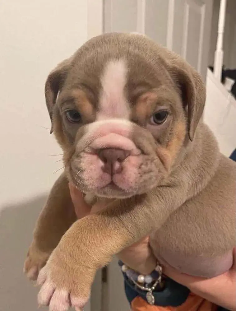 puppies - фото 3