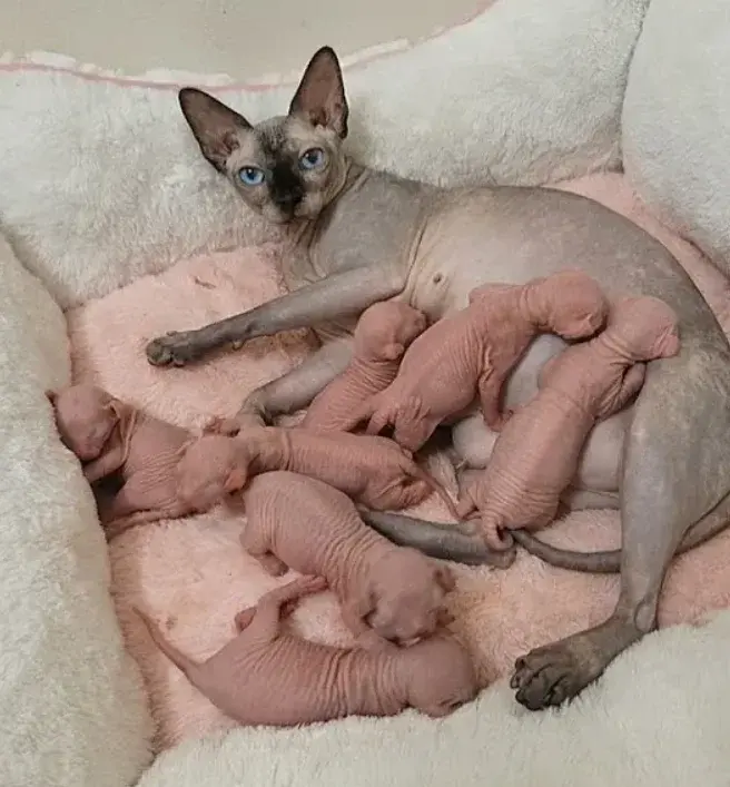 Gorgeous Sphynx Kittens – Home Raised & Well Socialized - фото 1