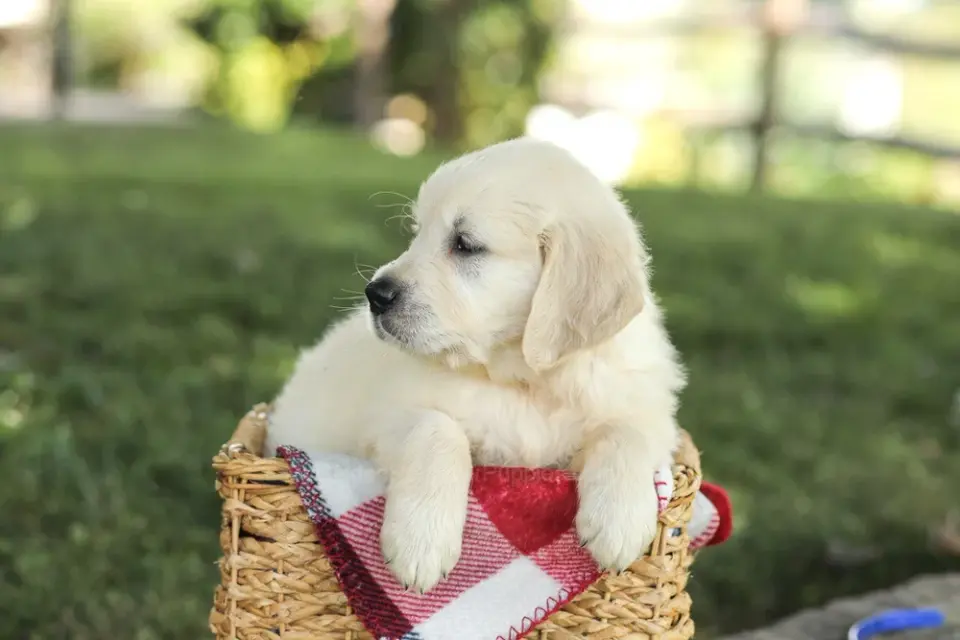 my golden retreiverpuppies - фото 3