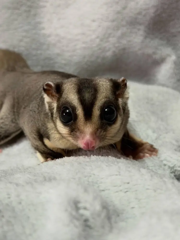 ADORABLE SUGAR GLIDER FOR SALE - фото 3