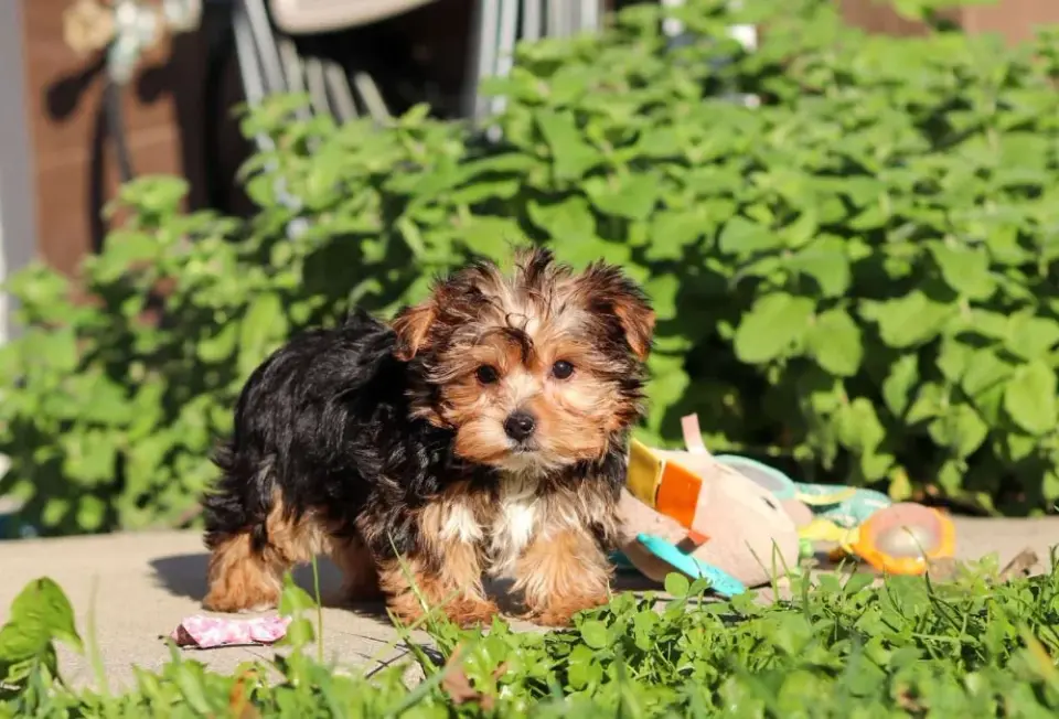 Yorkie Puppies Looking For A New Home - фото 1