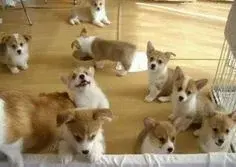 Adorable and Well Trained Corgi Puppies Ready - фото 1