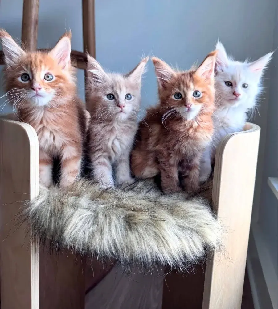 maine coon kitten - фото 1