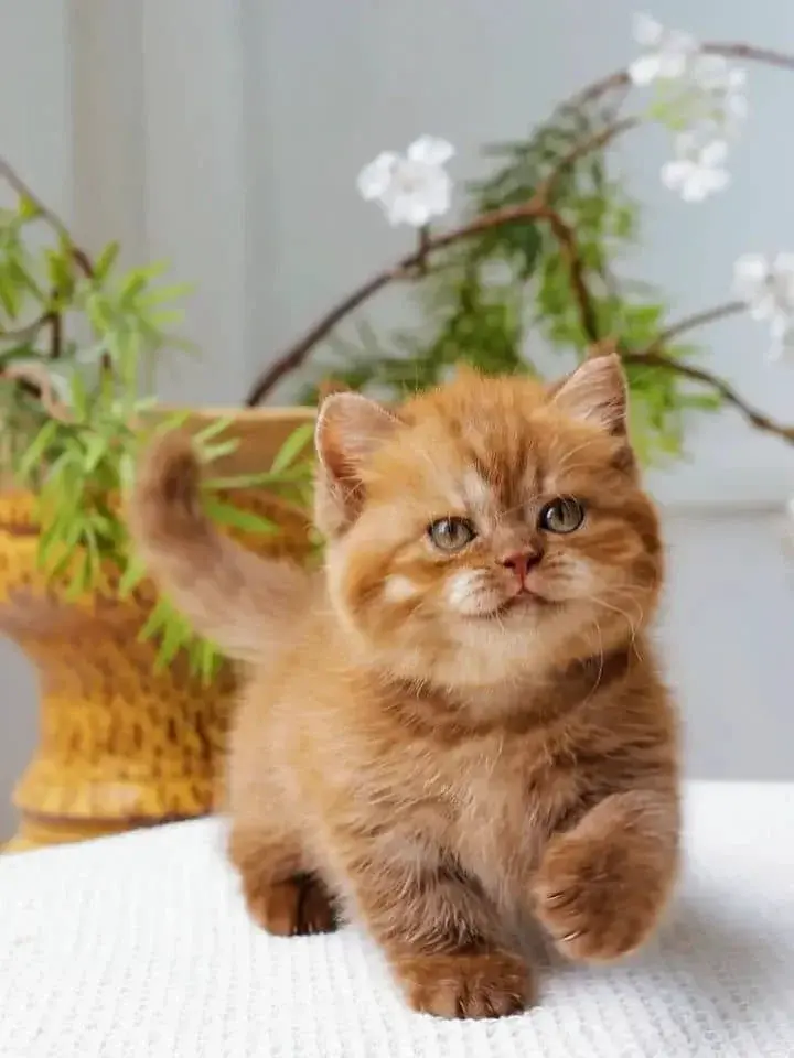 Adorable British Shorthair Kittens looking for New Home - фото 1