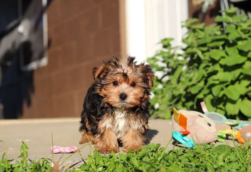 Yorkie Puppies Looking For A New Home - фото 3