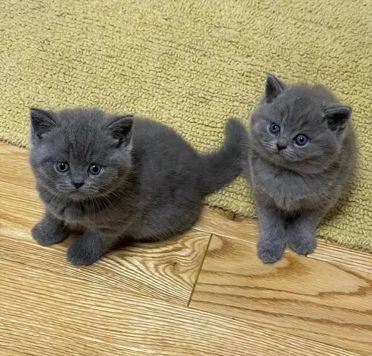 British shorthair kittens for adoption - фото 1