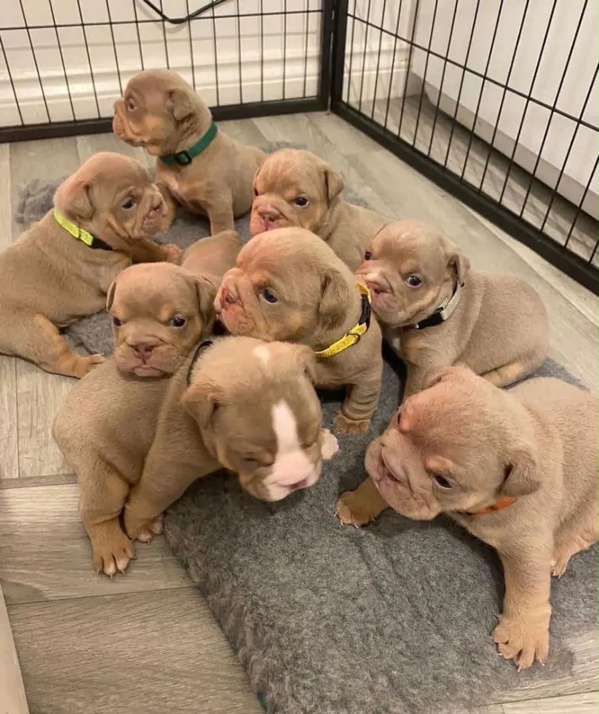 puppies - фото 1