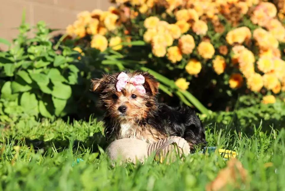Yorkie Puppies Looking For A New Home - фото 5