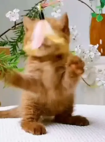 Adorable British Shorthair Kittens looking for New Home - фото 4